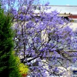 南国の桜、ジャカランダ