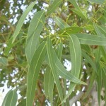 オーストラリアのアボリジニが大切にしてきた植物　ユーカリ