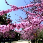 ピンクの花が咲く木
