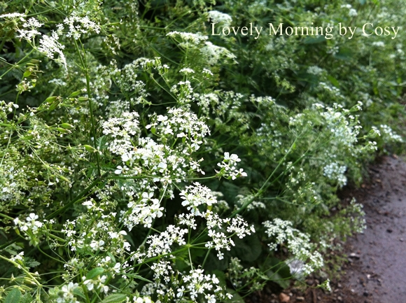 野生のチャービル セルフィーユ 朝時間 Jp