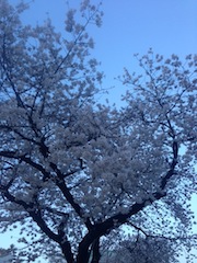 青い桜