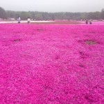 6色の芝桜