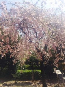 今年の桜もこれで見納めでしょうか。月曜日の昼間だから人も少なくてゆるーい！