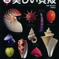海の宝物を探そう『美しい貝殻』図鑑