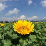 夏の始まりは、ひまわり
