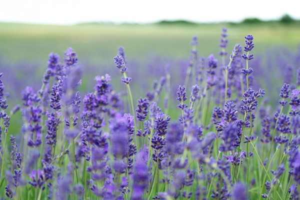 lavender-field-1031258_960_720