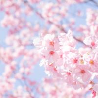 桜の季節が到来！「お花見弁当」アイデアレシピ3つ