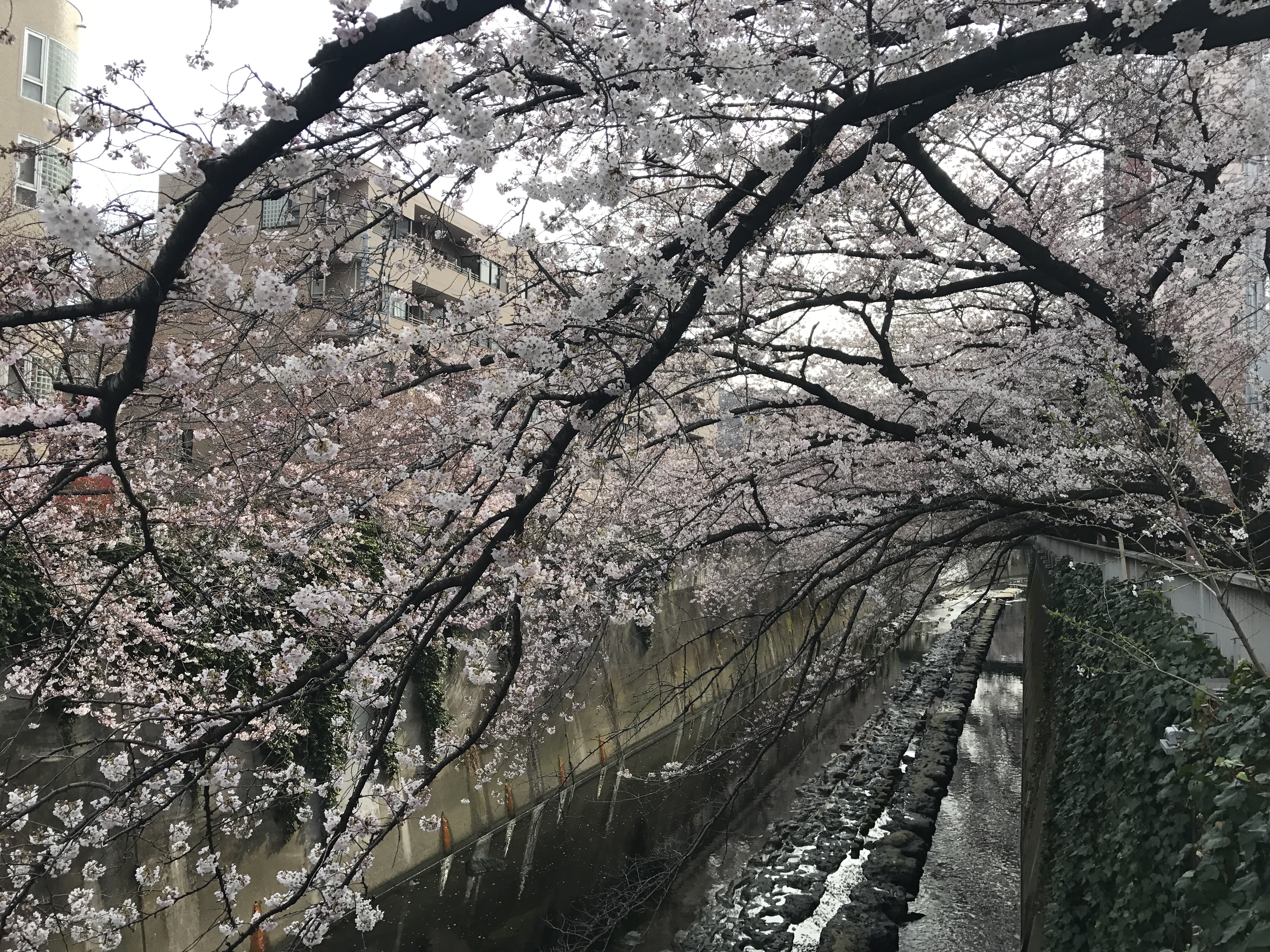 神田川早朝桜散歩
