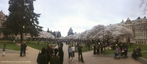 cherry blossom viewing