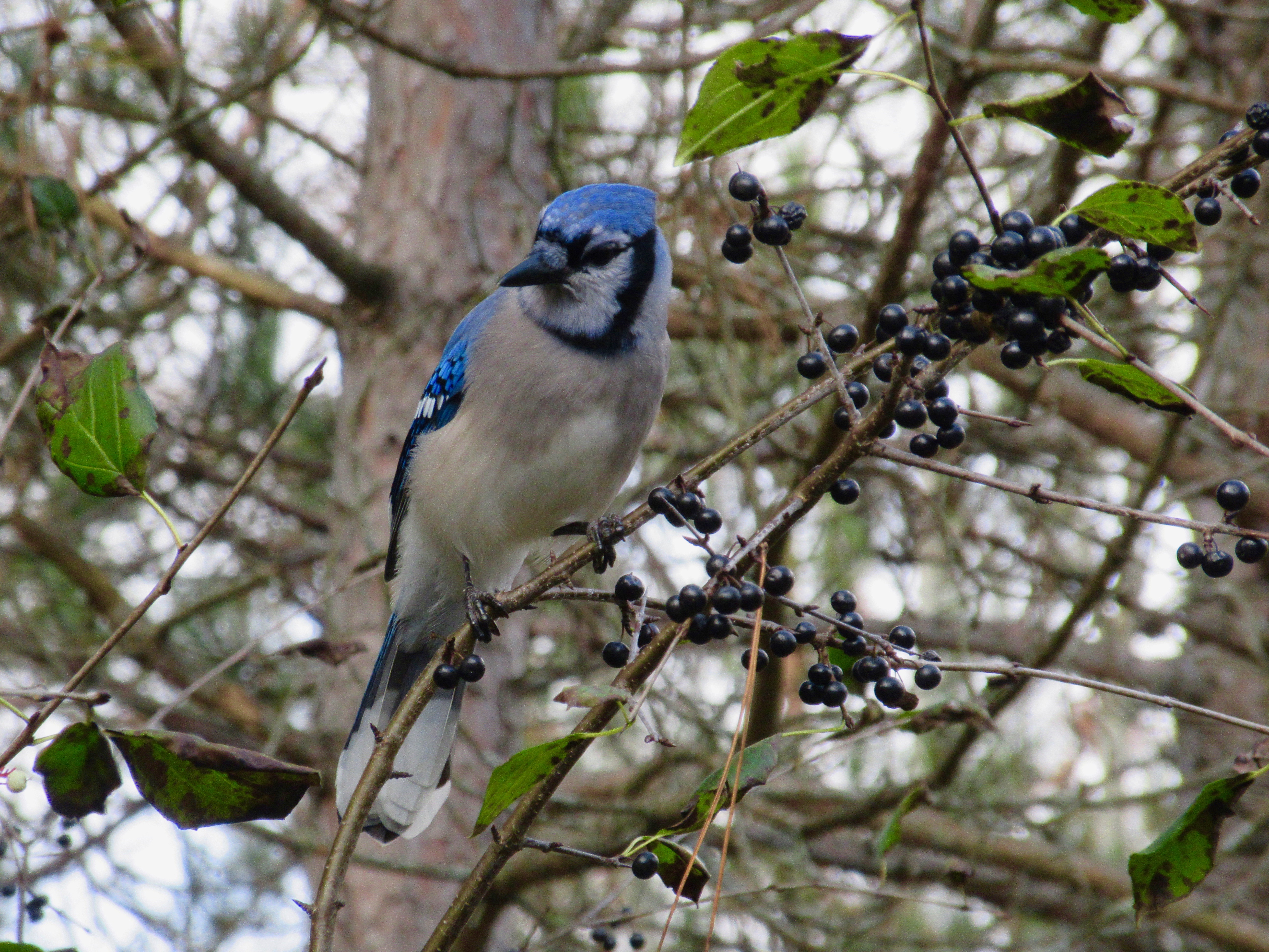 朝散歩で出会った、素敵な野鳥達 - 朝時間.jp