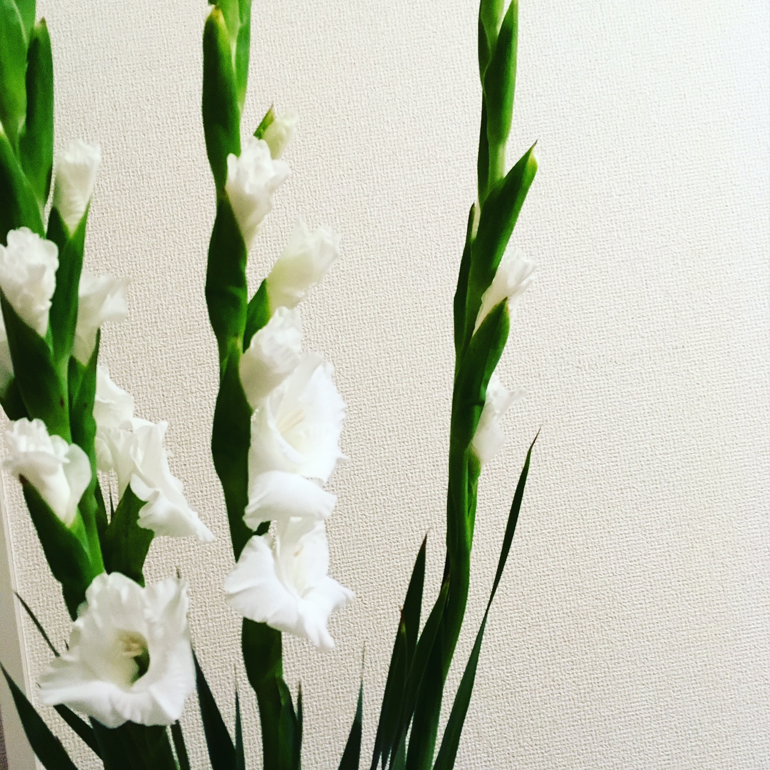 花のある朝 朝時間 Jp