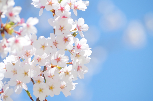 年に一度の風物詩！「桜」をキレイに撮影するヒント3つ