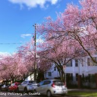 シアトルの桜 2018「花見」は英語で？