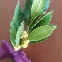 月桂樹の花の香り