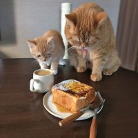 猫とパン★24時間ひたして蒸し焼きで仕上げる「極厚フレンチトースト」