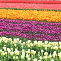 自然を満喫！関東で楽しむ「春のおでかけ」スポット3選