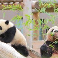 「動物園」を英語で言うと？