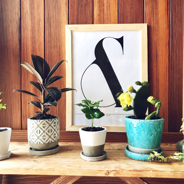 インテリアのアクセントに♪「グリーン&植木鉢」の楽しみ方3つ