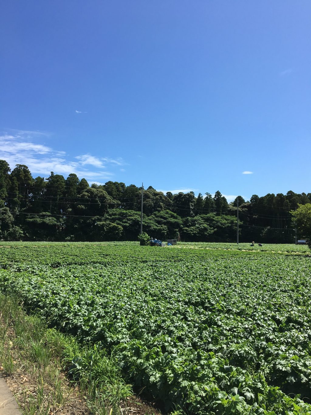 私のお気に入りの朝