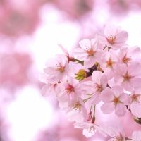 「お花見」を3単語の英語で言うと？