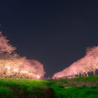 「夜桜」を英語で言うと？