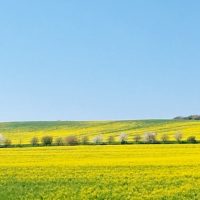 イギリスのカントリーサイドから