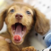 犬が好き＝I like dogじゃない！複数形「S」のつけ忘れに気をつけよう