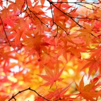 秋到来！英語の「Fall」と「Autumn」の違いって？