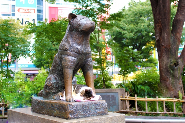 「忠犬」を2単語の英語で言うと？