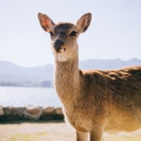 「鹿」を1単語の英語で言うと？