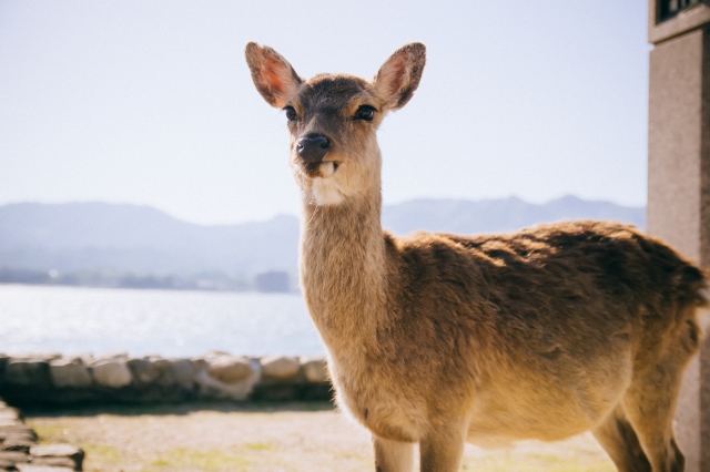 「鹿」を1単語の英語で言うと？