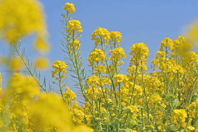 菜の花 って英語で何て言うの 朝時間 Jp