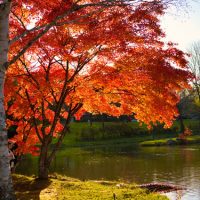 日本の秋の風物詩！「紅葉」を2単語の英語で言うと？