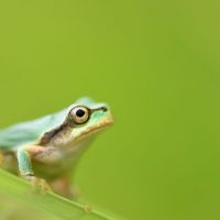 英語「frog」の意味って？