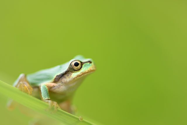 カエル