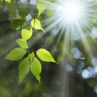 英語「greenery」の意味って？