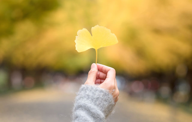 「紅葉前線」を3単語の英語で言うと?