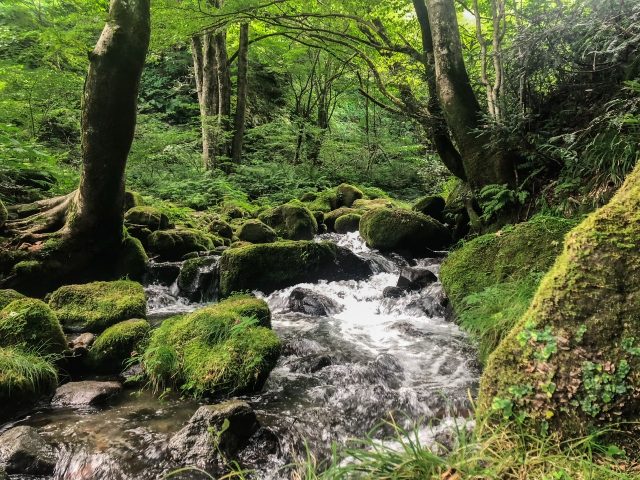 木谷沢渓流