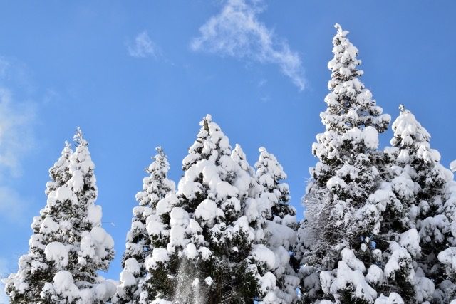 雪をかぶった木