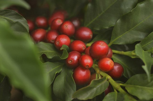 UCCのコーヒーがおいしい理由3「コーヒーの木を育て、守る産地との絆」