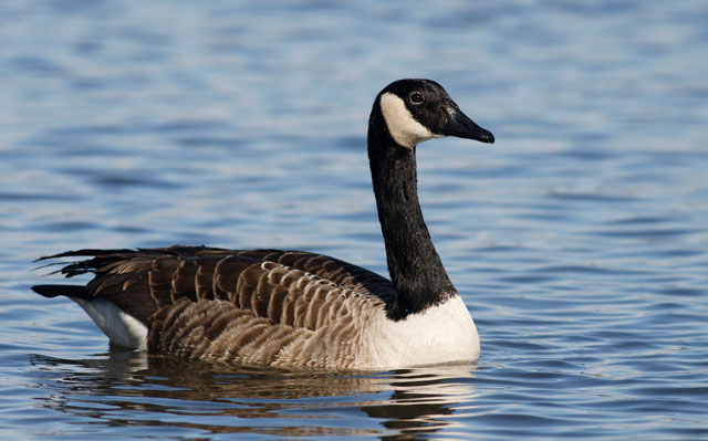 英語「Wild Goose Chase」の意味って？