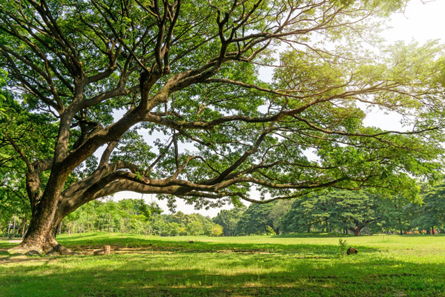 木を見て森を見ず」を英語で言うと？ - 朝時間.jp