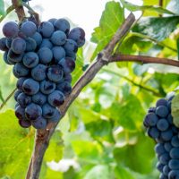 英語「Sour Grapes」の意味って？