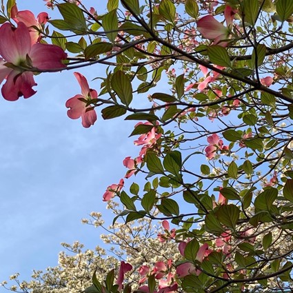 ハナミズキの花