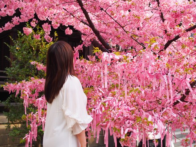 河津桜で有名な桜神宮