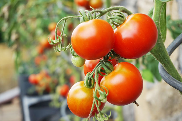 海外ドラマでよく耳にする英語「Tomato, tomato」の意味って？ - 朝時間.jp