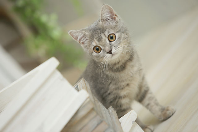 迷子の子猫