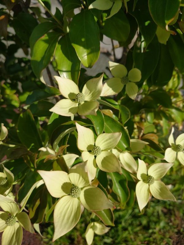 公園に咲く花