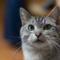 「犬好き」「猫好き」を英語で言うと？