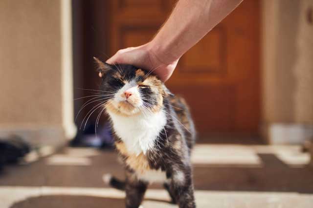 ねこ